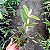 Cattleya loddigesii alba - Imagem 3
