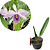 Lc. Roebling adulta (L. purpurata.trilabelo x C. gaskeliana alba) - Imagem 6