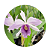 Lc. Roebling adulta (L. purpurata.trilabelo x C. gaskeliana alba) - Imagem 4