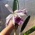 Lc. Roebling adulta (L. purpurata.trilabelo x C. gaskeliana alba) - Imagem 14
