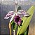 Lc. Roebling adulta (L. purpurata.trilabelo x C. gaskeliana alba) - Imagem 15