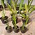 Lc. Roebling adulta (L. purpurata.trilabelo x C. gaskeliana alba) - Imagem 9