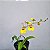 Oncidium aloha (Chuva de Ouro) - Imagem 8