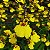 Oncidium aloha (Chuva de Ouro) - Imagem 1