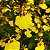 Oncidium aloha (Chuva de Ouro) - Imagem 5