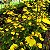 Oncidium aloha (Chuva de Ouro) - Imagem 6