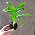 Dendrobium amethystoglossum - Imagem 4