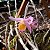 Dendrobium loddigesii - Imagem 4