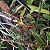 Dendrobium loddigesii - Imagem 8