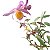 Dendrobium loddigesii - Imagem 1