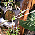 Dendrobium loddigesii - Imagem 7