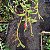 Dendrobium loddigesii - Imagem 5