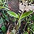 Rhyncholaeliocattleya Waikiki Gold (Rlc. Surpresa Rosa x C. forbesii) - Imagem 4