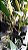 Bulbophyllum bicolor - Imagem 5