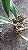 Bulbophyllum bicolor - Imagem 3