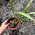 Maxillaria picta - Imagem 2