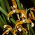 Maxillaria picta - Imagem 1