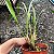 Maxillaria picta - Imagem 4