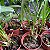 Maxillaria picta - Imagem 5