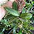 Cattleya Muda na Madeira (cores variadas) - Imagem 5