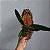 Cattleya Muda na Madeira (cores variadas) - Imagem 4