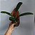 Cattleya Muda na Madeira (cores variadas) - Imagem 11