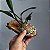 Cattleya Muda na Madeira (cores variadas) - Imagem 9