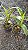 Dendrobium nobile (cores diversas) - Imagem 4