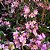 Dendrobium nobile (cores diversas) - Imagem 1