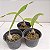 Catasetum (cores diversas) (Catassetum) - Imagem 3