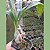 Catasetum (cores diversas) (Catassetum) - Imagem 3