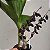 Catasetum Fredclarkeara Fdk. After Dark (orquídea negra) - Imagem 8