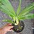 Catasetum Fredclarkeara Fdk. After Dark (orquídea negra) - Imagem 4