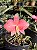 SOPHRONITIS BREVIPEDUNCULATA - Imagem 6