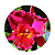 Brassolaeliocattleya Chia Lin - Imagem 4