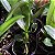 Brassolaeliocattleya Chia Lin - Imagem 3