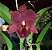 Brassolaeliocattleya Chia Lin - Imagem 5