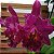 Brassolaeliocattleya Chia Lin - Imagem 6