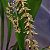 Dendrochilum gracile - Imagem 13