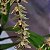 Dendrochilum gracile - Imagem 14