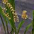 Dendrochilum gracile - Imagem 15