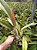 Cattleya Muda Adulta com Espata (cores variadas) - Imagem 3