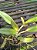 Cattleya Muda Adulta com Espata (cores variadas) - Imagem 5
