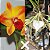 Cattleya Ayrton senna x Brassavola nodosa - Imagem 1