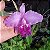 Cattleya lueddemanniana tipo - Imagem 1