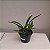 Cattleya lueddemanniana tipo - Imagem 6