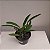 Cattleya lueddemanniana tipo - Imagem 3
