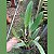 Cattleya lueddemanniana tipo - Imagem 2