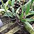 Cattleya lueddemanniana tipo - Imagem 3