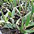 Cattleya lueddemanniana tipo - Imagem 4